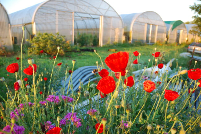 Gewächshäuser mit bunter blumenwiese