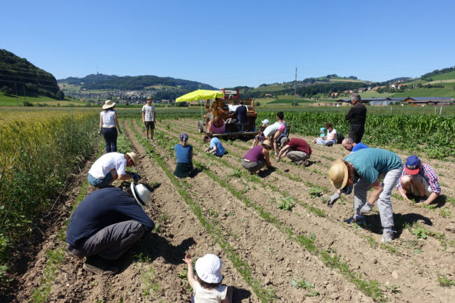 Menschen ernten gemeinsam auf Acker